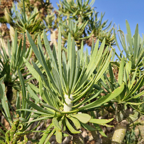 Kleinia neriifolia Kleinia neriifolia