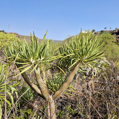 Kleinia neriifolia Kleinia neriifolia