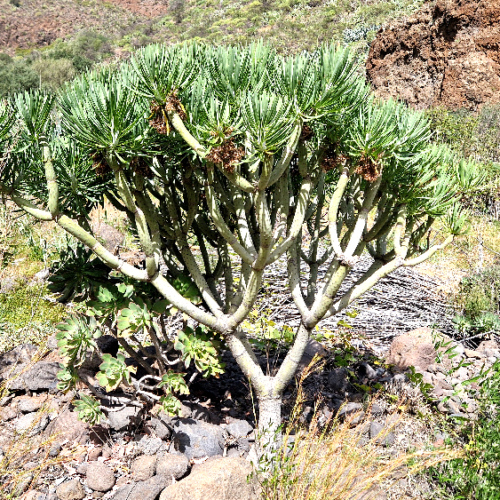 Kleinia neriifolia Kleinia neriifolia