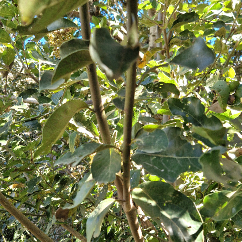 Laurus novocanariensis Laurus novocanariensis