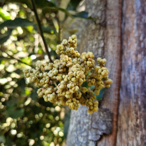 Laurus novocanariensis Laurus novocanariensis