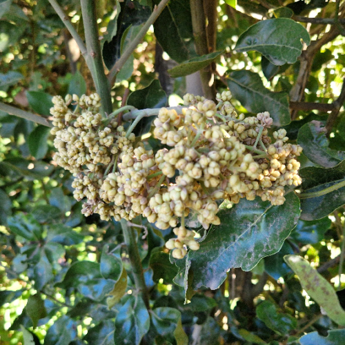 Laurus novocanariensis Laurus novocanariensis