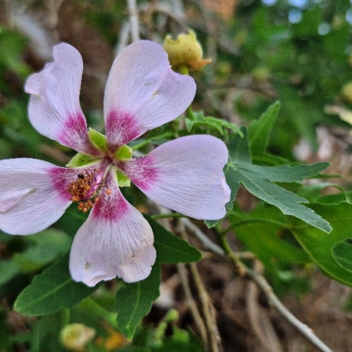 Lavatera acerifolia Lavatera acerifolia