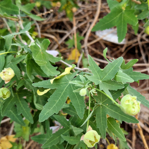 Lavatera acerifolia Lavatera acerifolia