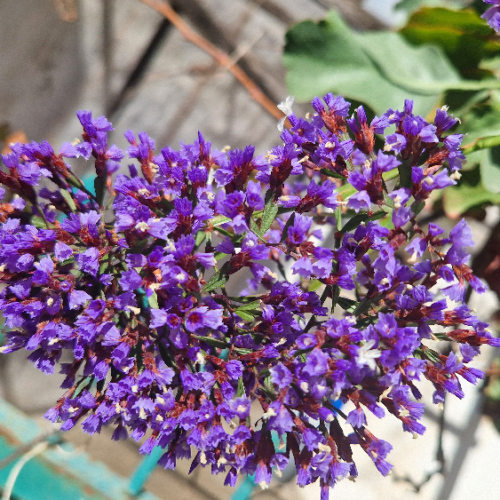Limonium arboreum Limonium arboreum