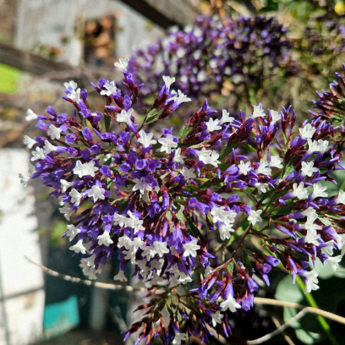 Limonium arboreum Limonium arboreum