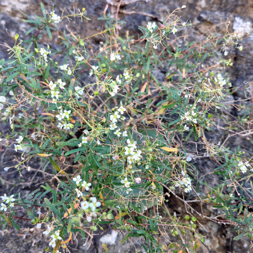 Lobularia canariensis Lobularia canariensis