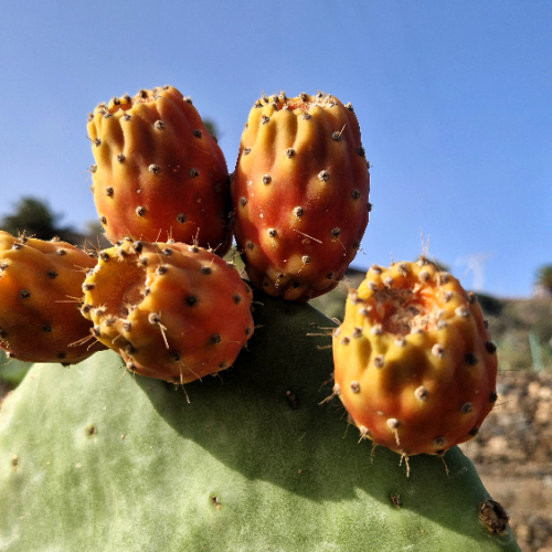 Opuntia ficus indica Opuntia ficus indica