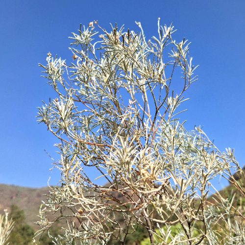 Parolinia platypetala Parolinia platypetala