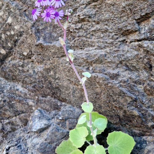 Pericallis webbii Pericallis webbii
