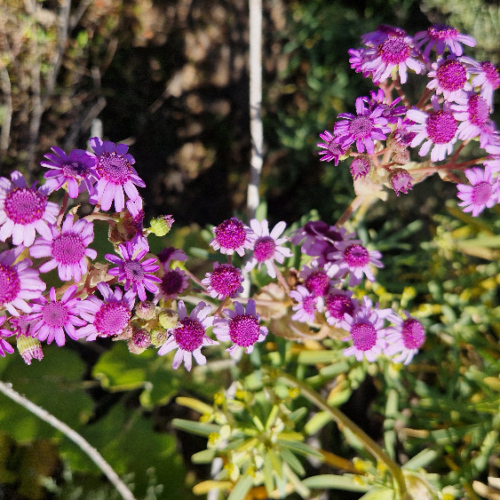 Pericallis webbii Pericallis webbii