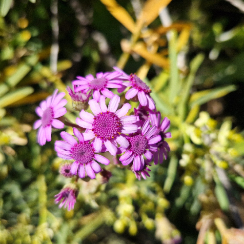 Pericallis webbii Pericallis webbii