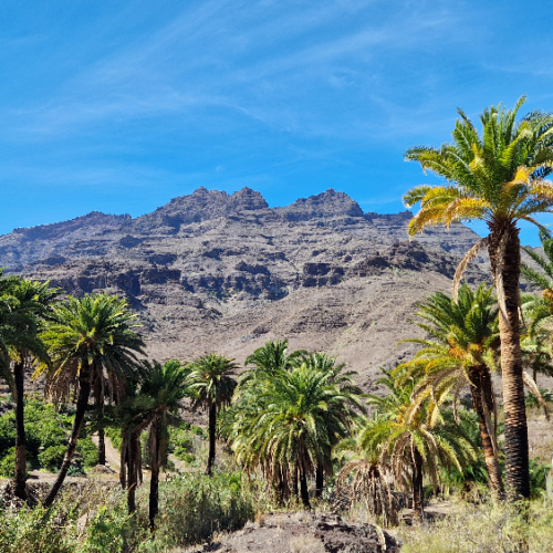 Phoenix canariensis Phoenix canariensis