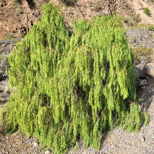Plocama pendula Plocama pendula