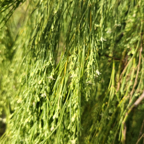 Plocama pendula Plocama pendula