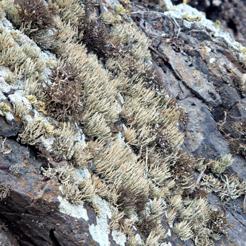 Roccella canariensis Roccella canariensis