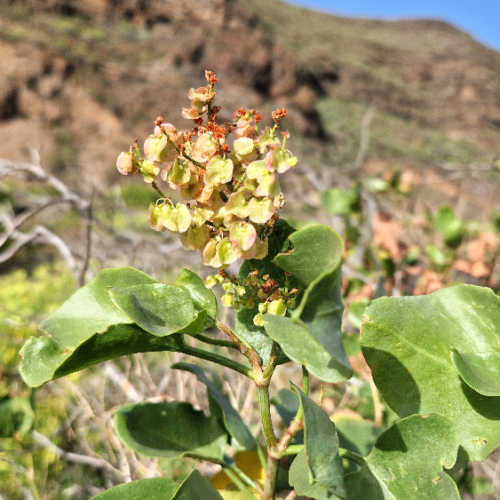 Rumex lunaria Rumex lunaria