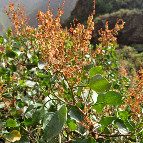 Rumex lunaria Rumex lunaria