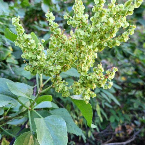 Rumex lunaria Rumex lunaria