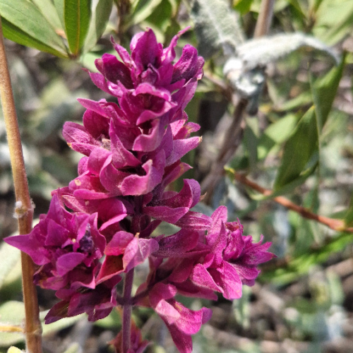Salvia canariensis Salvia canariensis