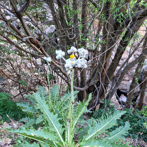 Sonchus acaulis Sonchus acaulis