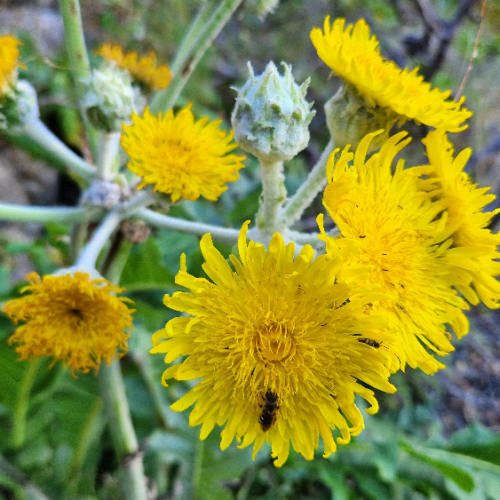 Sonchus acaulis Sonchus acaulis