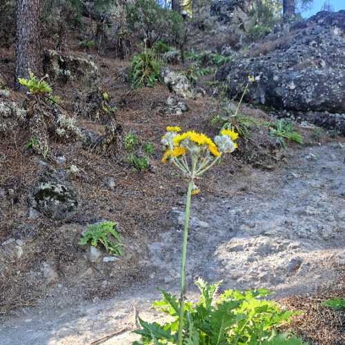 Sonchus acaulis Sonchus acaulis