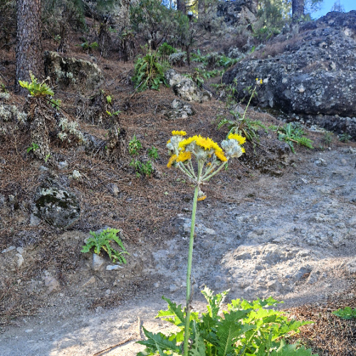 Sonchus acaulis Sonchus acaulis