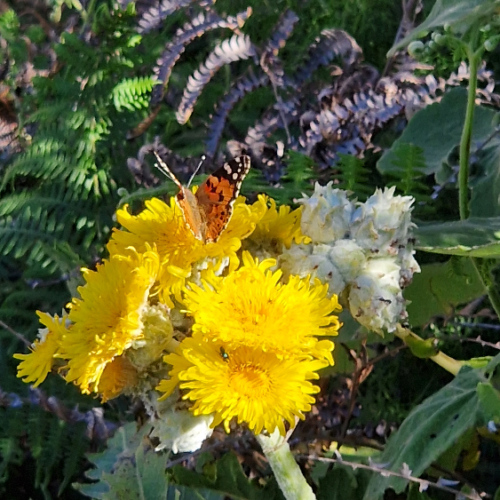 Sonchus acaulis Sonchus acaulis