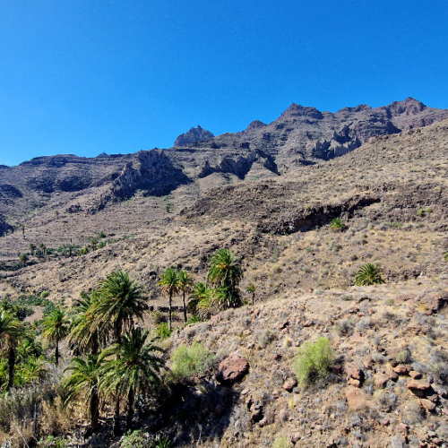 Palmeraie en fond de vallée. Grande Canarie, Tasarte, Mogan, Venegueta.