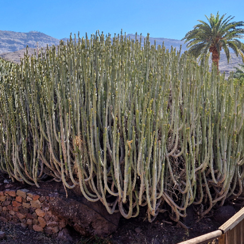L'Euphorbe cactiforme de Veneguete. Grande Canarie, Tasarte, Mogan, Venegueta.