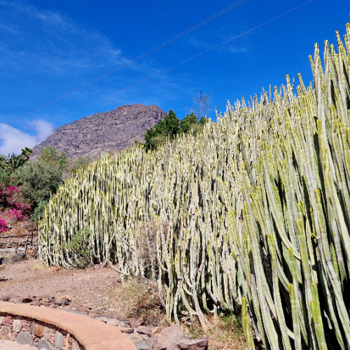 L'Euphorbe cactiforme de Veneguete. Grande Canarie, Tasarte, Mogan, Venegueta.
