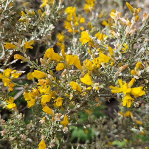 Teline microphylla Teline microphylla
