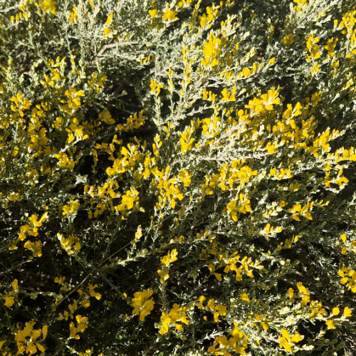 Teline microphylla Teline microphylla