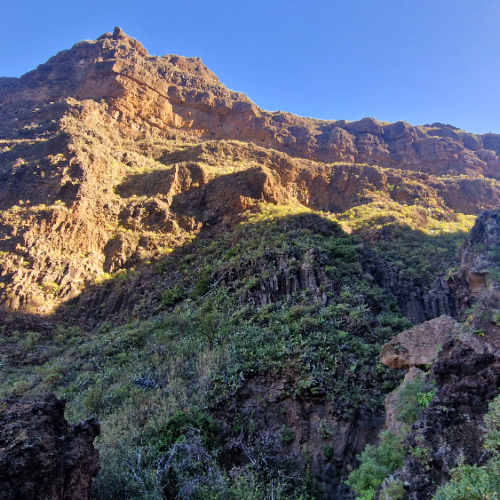 La végétation remontant la falaise. Grande Canarie, vallée d'Agaete.