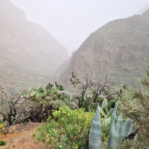 Trek dans la vallée Guayadeque. Grande Canarie, Vallée Guayadeque.