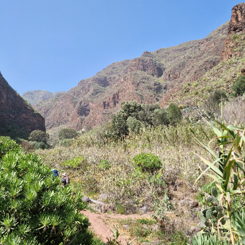 Trek dans la vallée Guayadeque. Grande Canarie, Vallée Guayadeque.