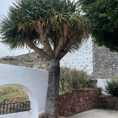 Dracaena draco Dracaena draco