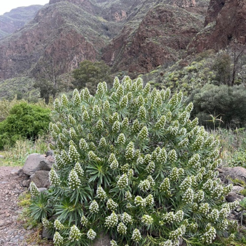 Echium decaisnei Echium decaisnei