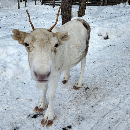 La doyenne du troupeau, elle a 20 ans. Finlande, Seppo Kantola.