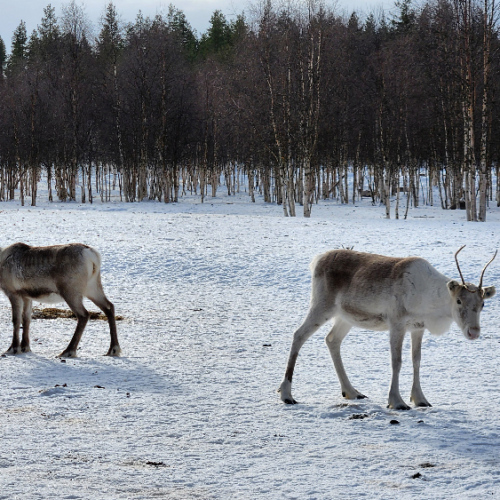 Finlande, Kinisjärvi. Les rennes dans leur enclos avec les bouleaux en fond. Finlande, Kinisjärvi.