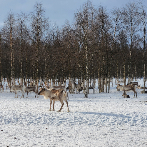 Finlande, Kinisjärvi. pendant mon run. Finlande, Kinisjärvi.