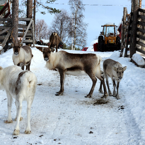 Les rennes en liberté veulent rentrer dans leur enclos. Finlande, Seppo Kantola.
