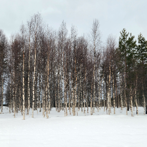 La Laponie, Finlande, Kinisjärvi. Finlande, Kinisjärvi.