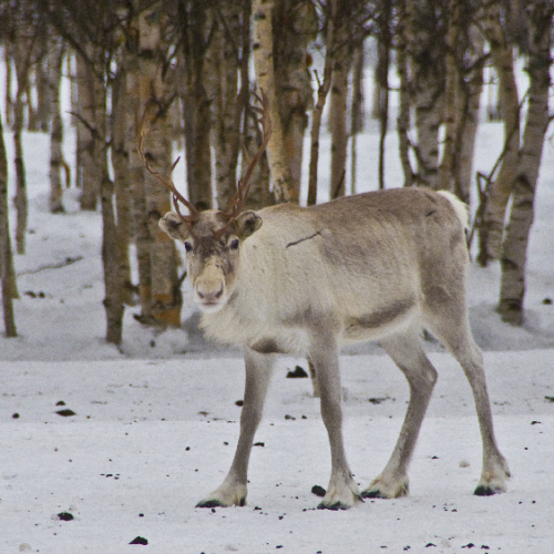 Un renne surpris ! Finlande, Seppo Kantola.