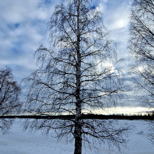 Rovaniemi, un bouleau. Finlande, Laponie.