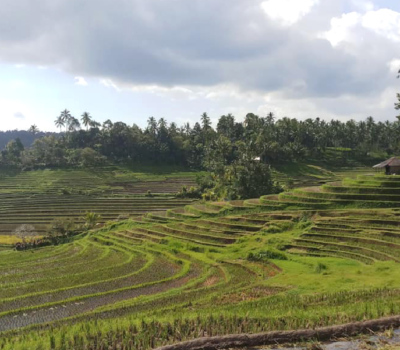 Indonésie, Bali, les rizières. Indonésie, Bali, les rizières.