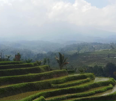 Indonésie, Bali, les rizières. Indonésie, Bali, les rizières.