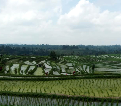 Indonésie, Bali, les rizières. Indonésie, Bali, les rizières.