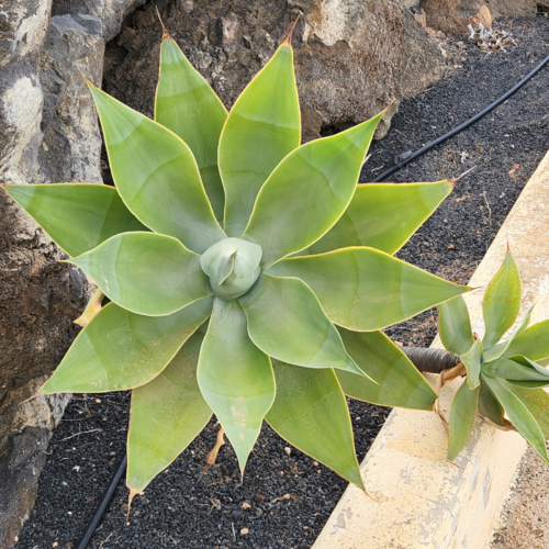 Agave attenuata Agave attenuata